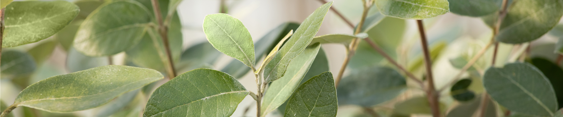 Acca sellowiana Acca sellowiana