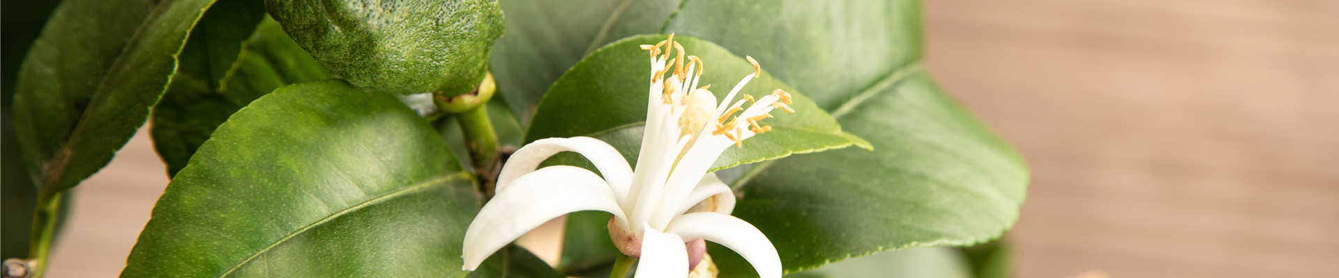 Citrus limon Citrus limon