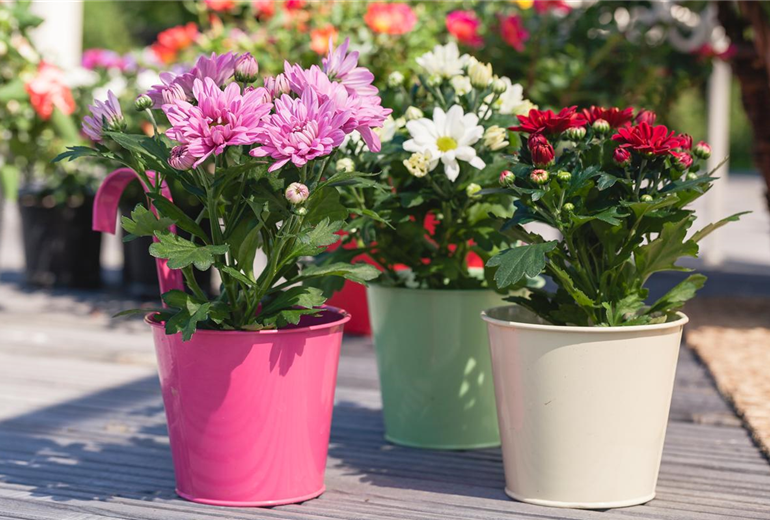 Chrysanthemum indicum