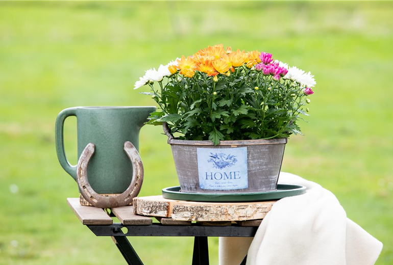 Chrysanthemum indicum 'Quatro'