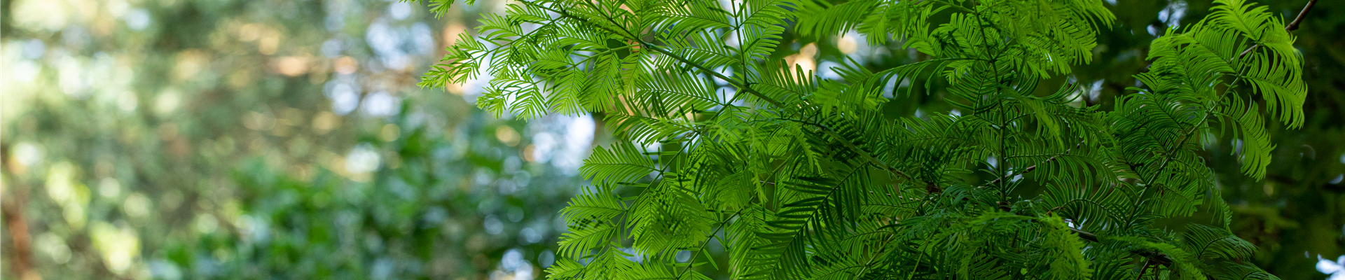 Metasequoia glyptostroboides