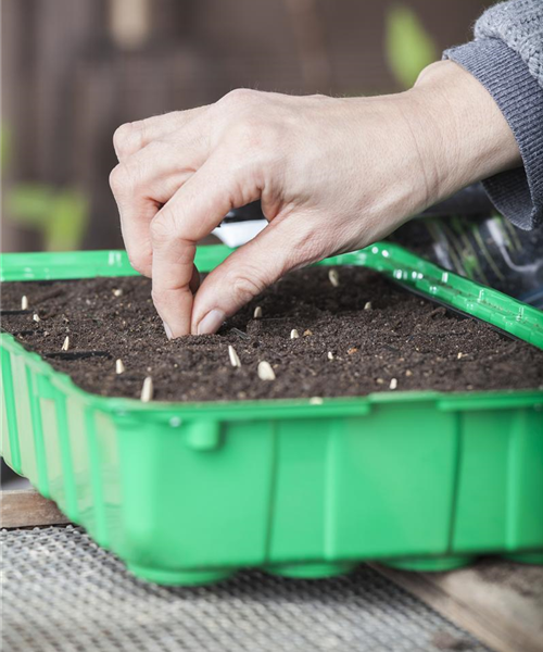Minigewächshauser herstellen