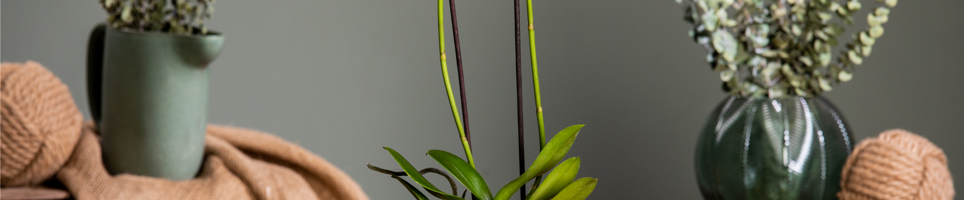 Phalaenopsis, weiß