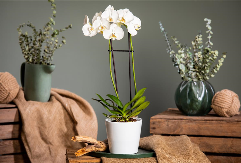 Phalaenopsis, weiß