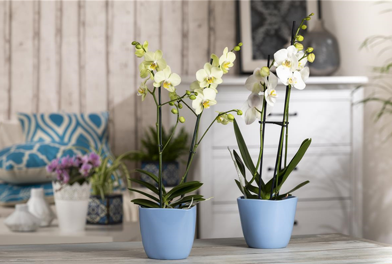 Phalaenopsis, gelb