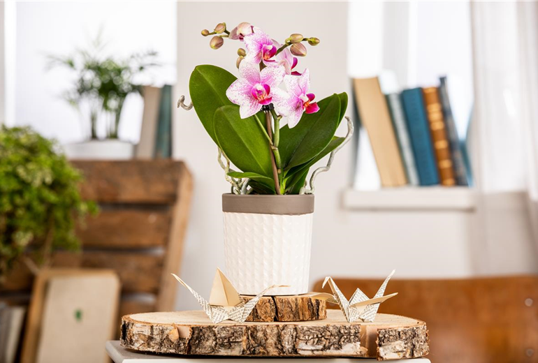 Phalaenopsis, rosa