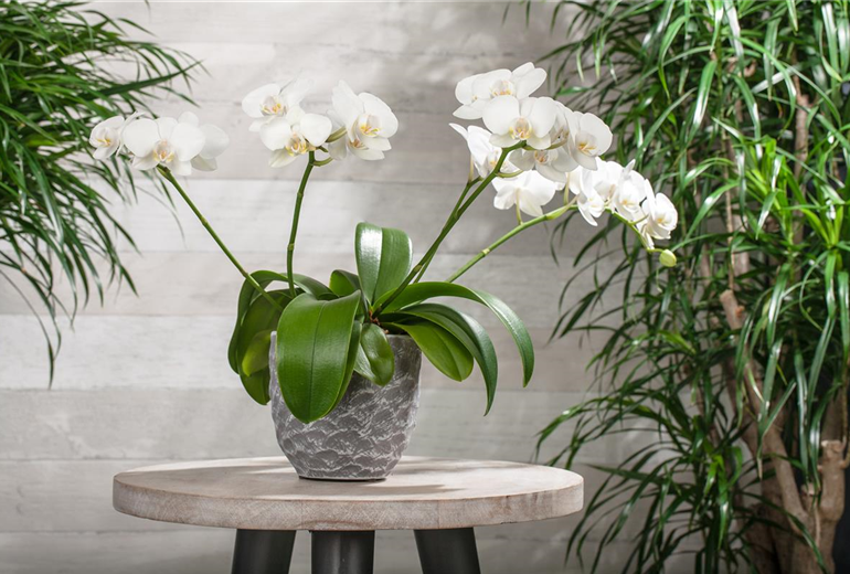 Phalaenopsis, weiß