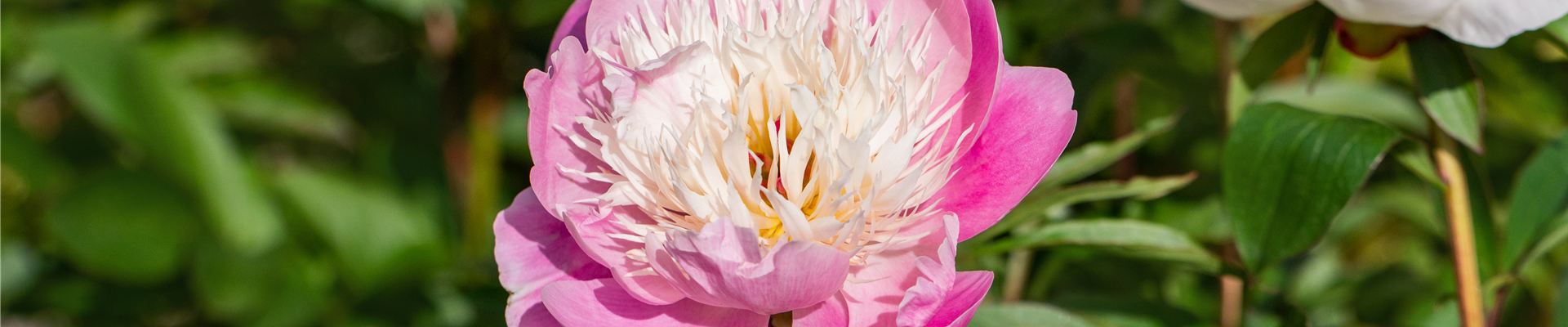 Paeonia lactiflora 'Bowl of Beauty'