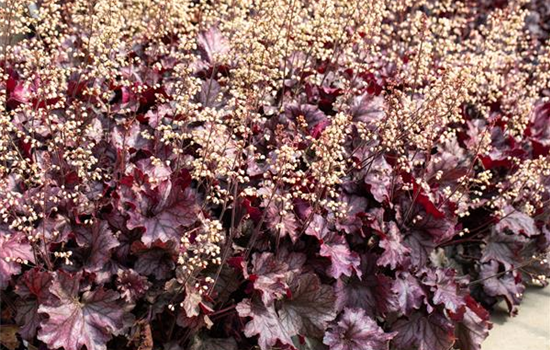 Purpurglöckchen pflanzen und den Garten bunt gestalten