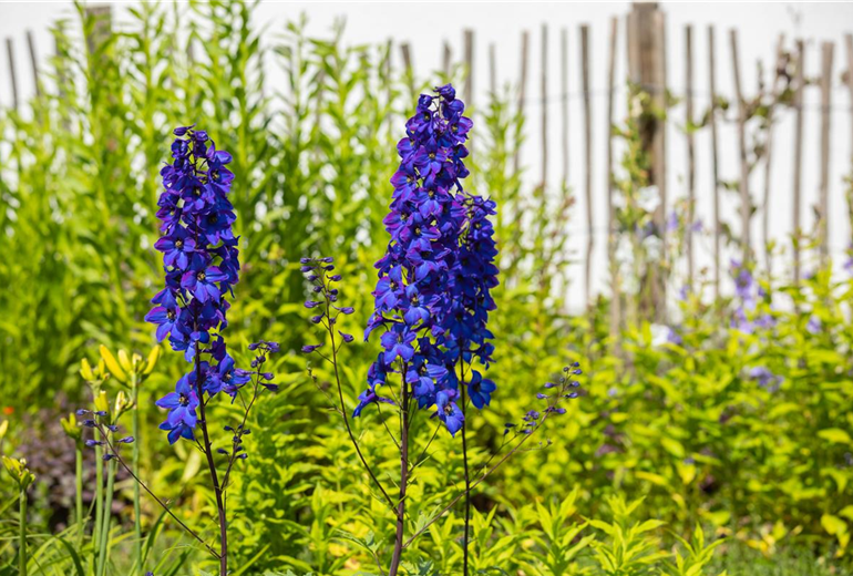 Delphinium x elatum 'Finsteraarhorn'