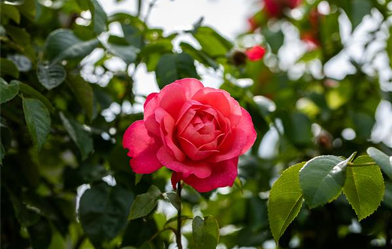 Rosen einpflanzen leicht gemacht – So geht’s richtig Rosen einpflanzen leicht gemacht – So geht’s richtig