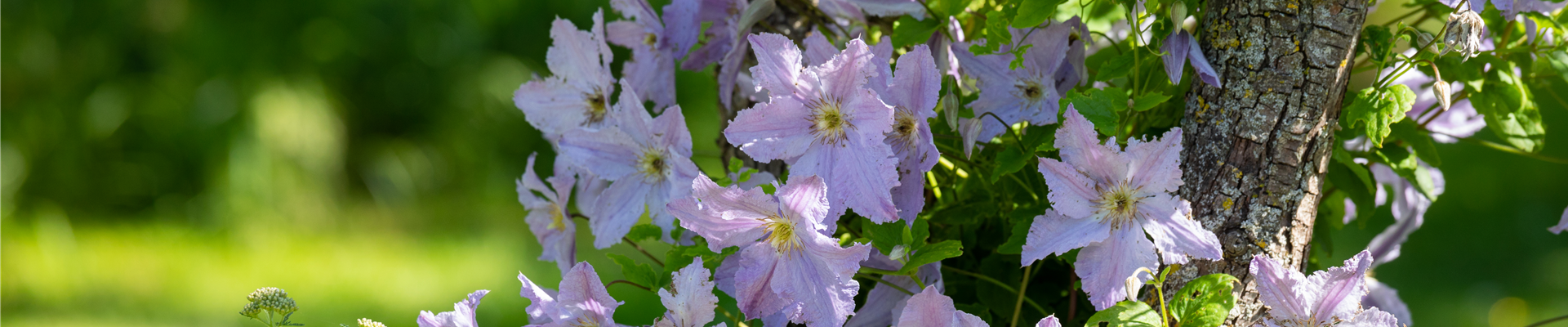 Clematis 'Proteus'