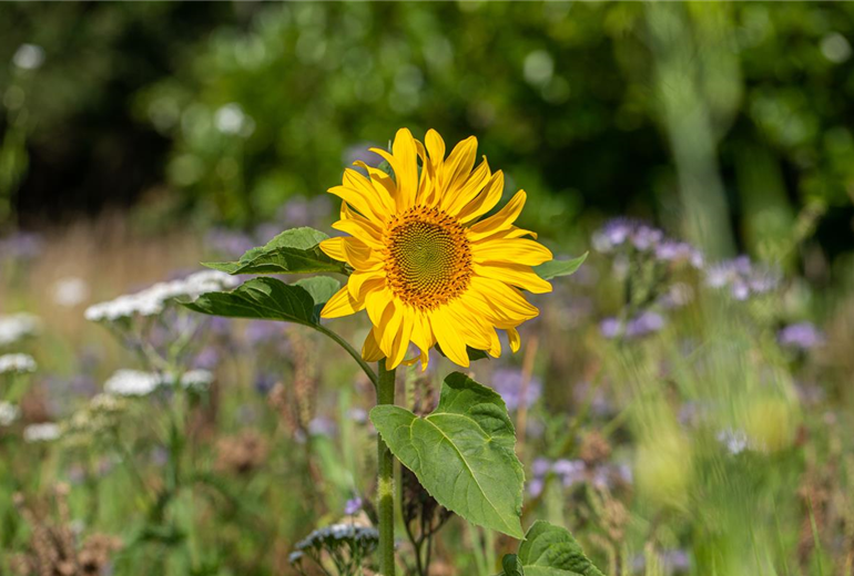 Helianthus annuus