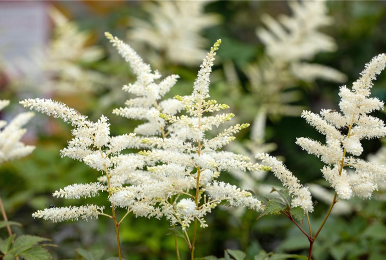 Astilbe japonica 'Washington'