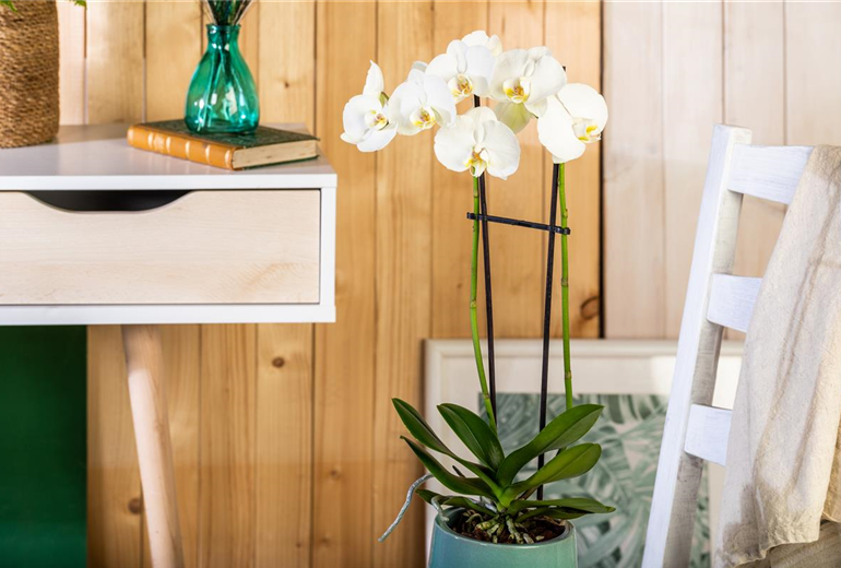 Phalaenopsis, weiß