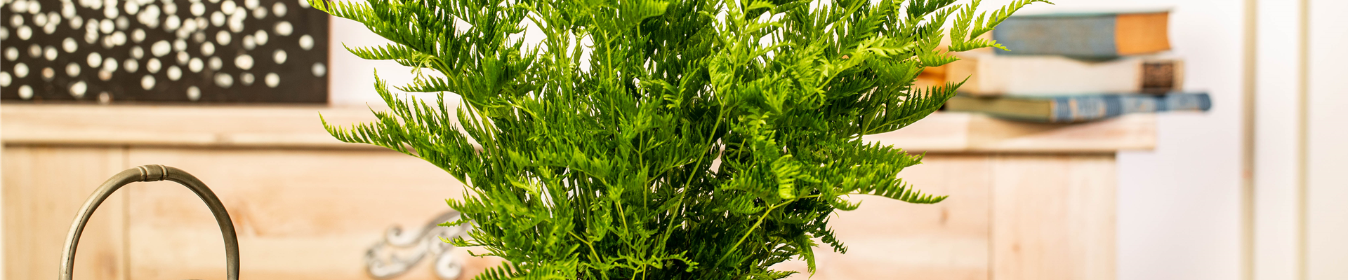 Pteris dentata Pteris dentata