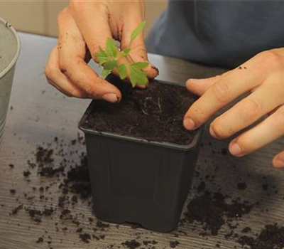 Tomaten - Umtopfen der Anzucht Tomaten - Umtopfen der Anzucht