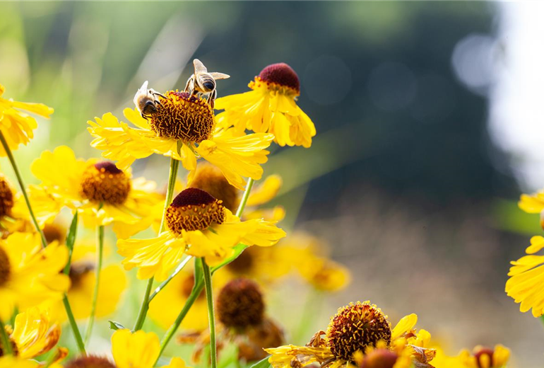 Helenium bigelovii 'The Bishop'