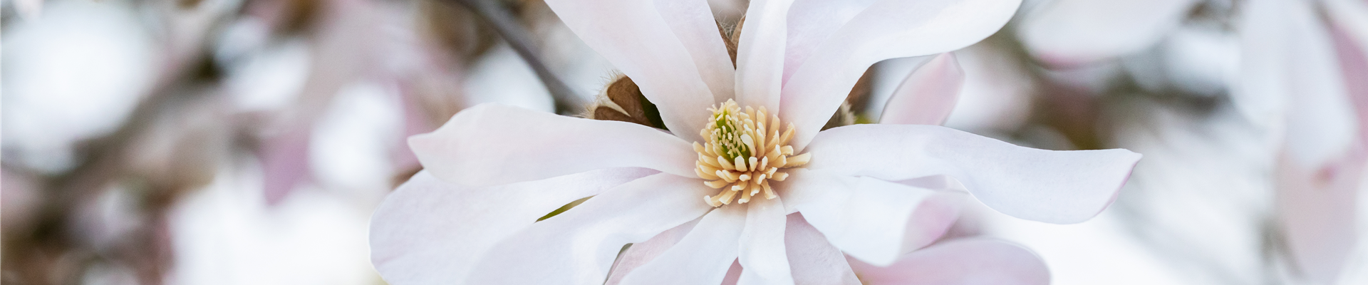 Magnolia x loebneri 'Leonard Messel'