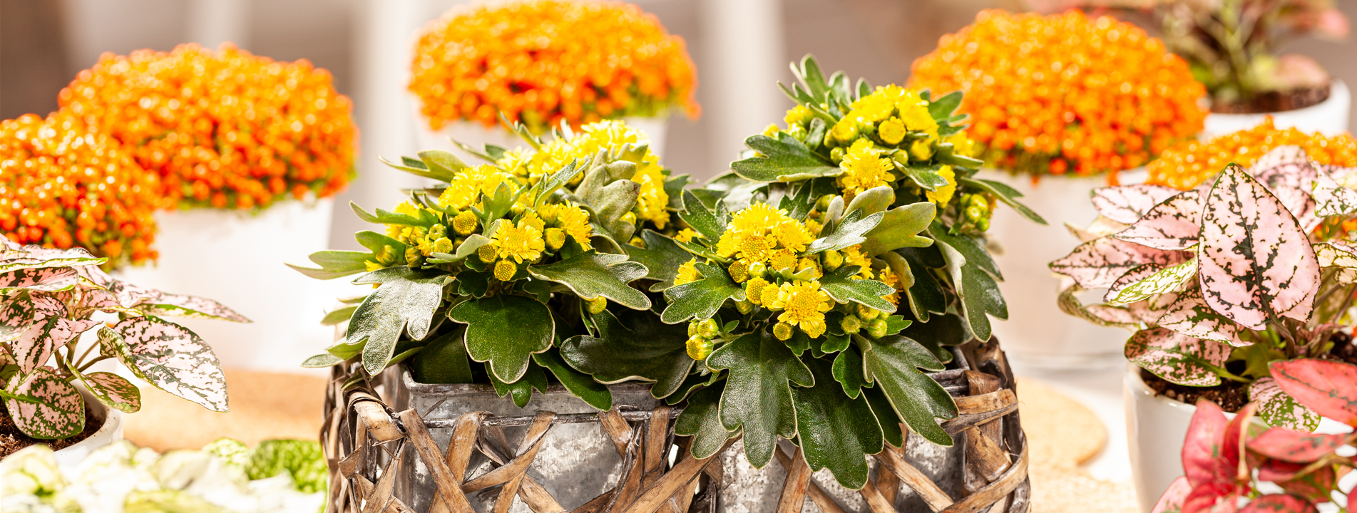 Balkonpflanzen im Herbst – Bunte Farben durch hübsche Blüten und Blätter