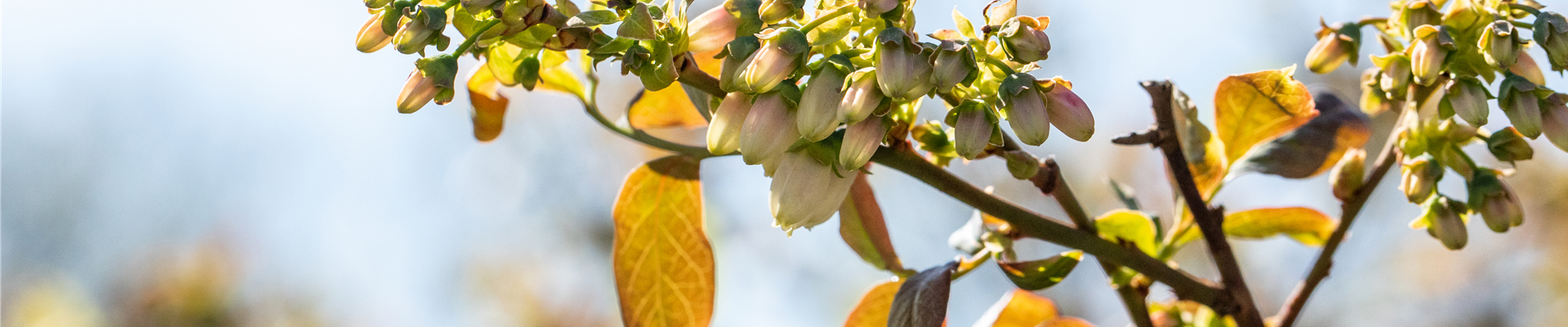 Vaccinium corymbosum 'Meader'