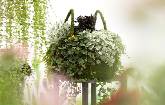 Blattschmuckpflanzen sorgen für Ruhe und Harmonie im Garten Blattschmuckpflanzen sorgen für Ruhe und Harmonie im Garten