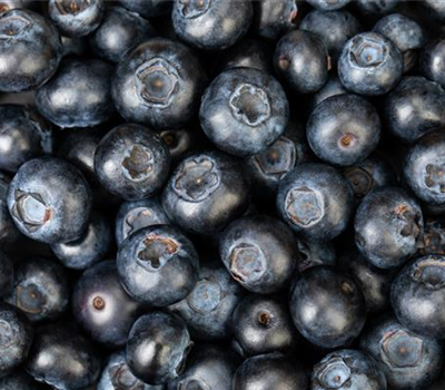 Blaubeere oder Schwarzbeere – die Heidelbeere hat viele Namen und viel Geschmack