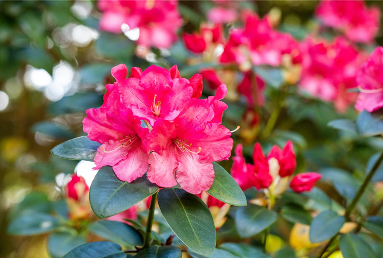 Rhododendron williamsianum 'Wilgen´s Surprise'