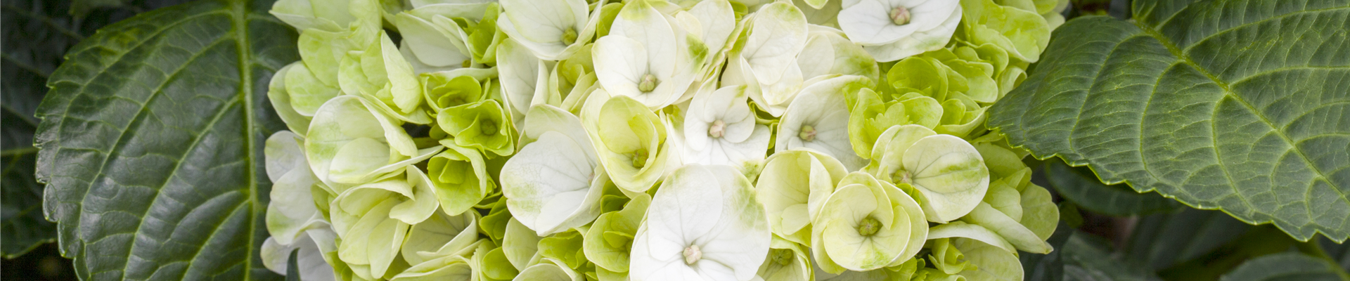 Hydrangea macrophylla 'Hochzeits-Hortensie'® Hydrangea macrophylla 'Hochzeits-Hortensie'®