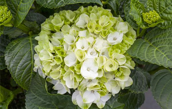 Ein bunter Garten dank der Hortensienvielfalt Ein bunter Garten dank der Hortensienvielfalt