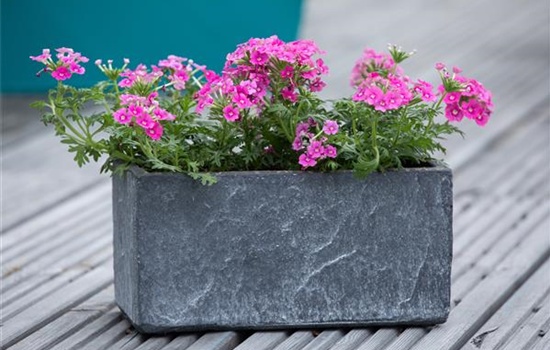 Ganzjährige Balkonpflanzen kultivieren und den Balkon genießen Ganzjährige Balkonpflanzen kultivieren und den Balkon genießen