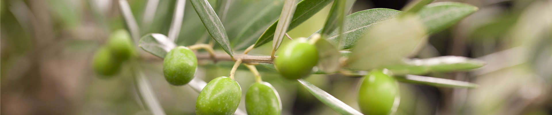 Olea europaea, Stamm Olea europaea, Stamm
