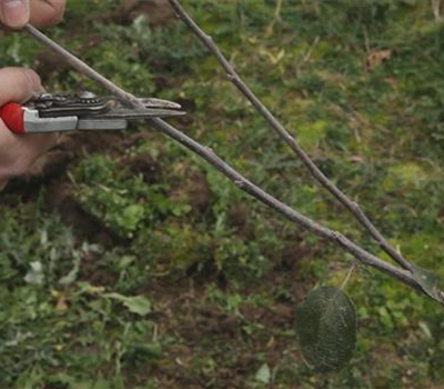 Apfelbaum - Pflanzschnitt Apfelbaum - Pflanzschnitt