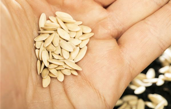 Sämereien auf ihre Haltbarkeit prüfen