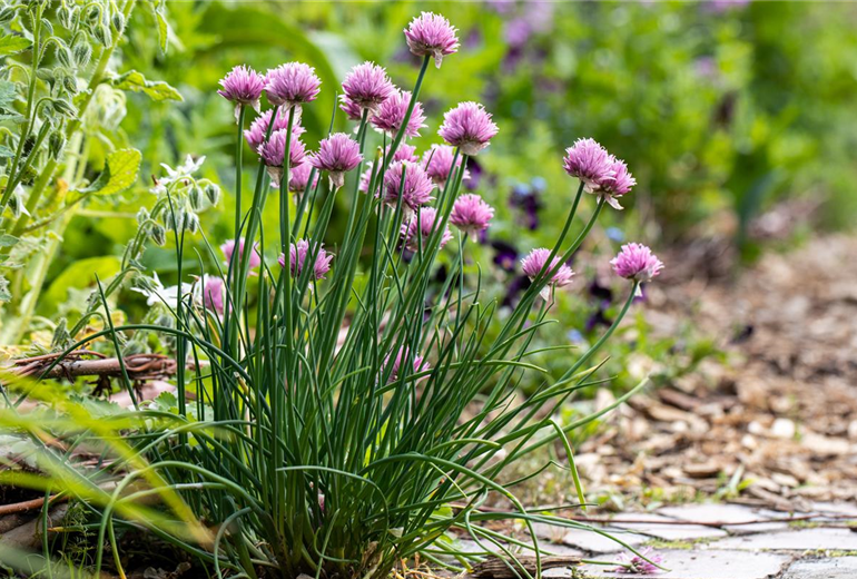 Allium schoenoprasum
