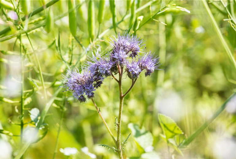 Phacelia tanacetifolia