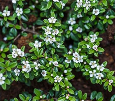 Cotoneaster dammeri radicans