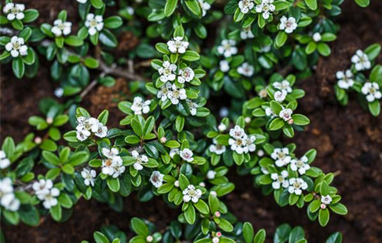 Cotoneaster dammeri radicans