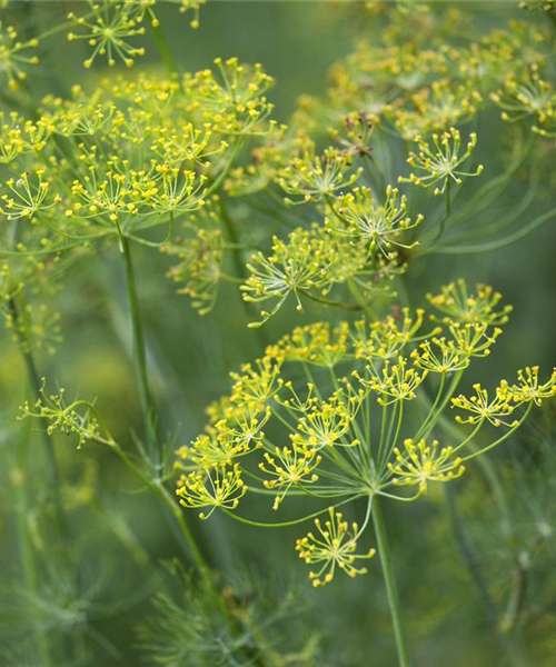 Kräuter im Garten