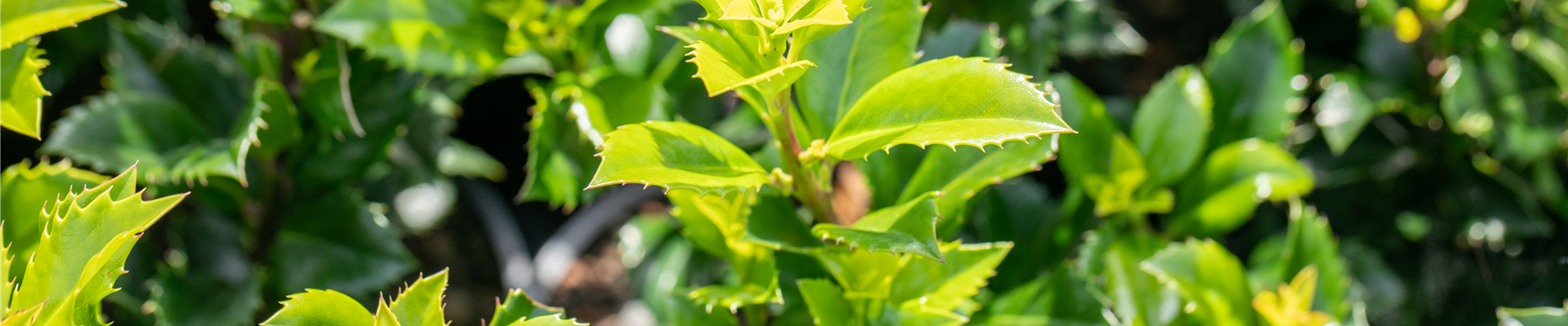 Ilex meserveae 'Heckenstar'(s) Ilex meserveae 'Heckenstar'(s)