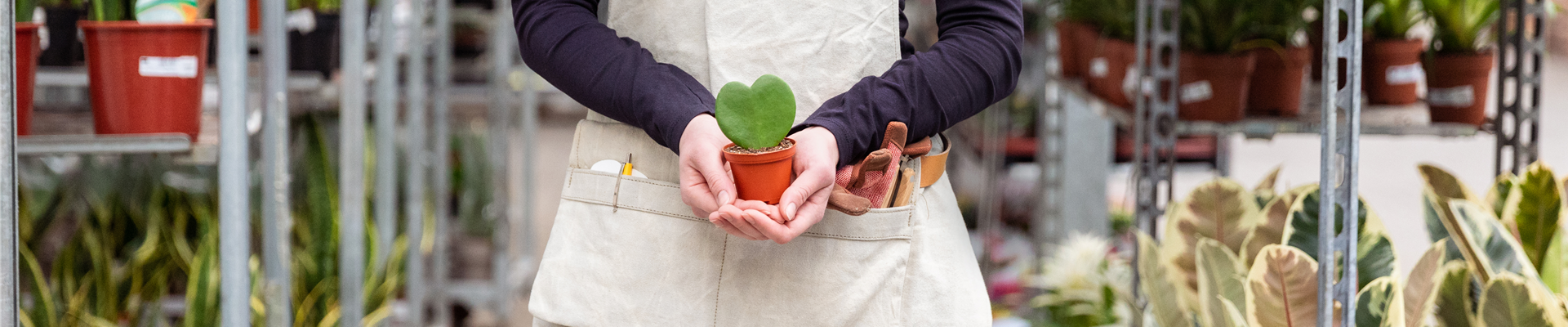Einkauf im Pflanzengroßmarkt - Pflanze in Händen