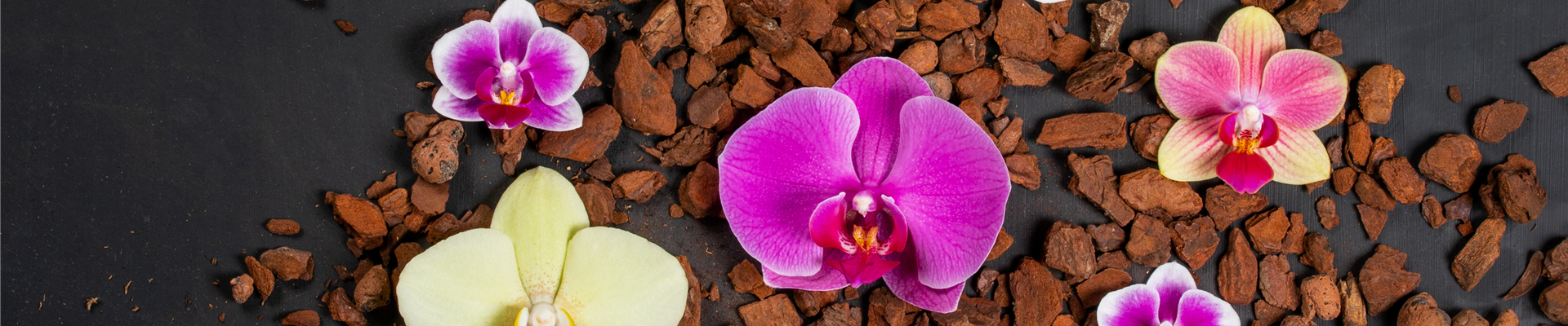 Blüten von verschiedenen Orchideen Blüten von verschiedenen Orchideen