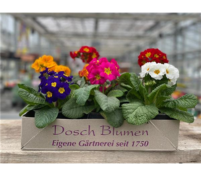 Stängelprimel Kiste 