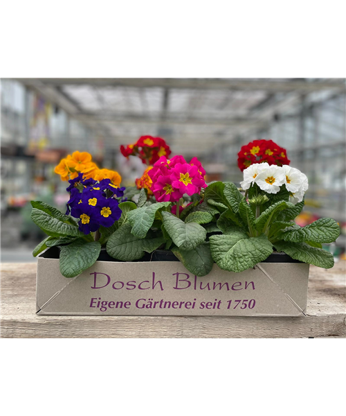 Stängelprimel Kiste 