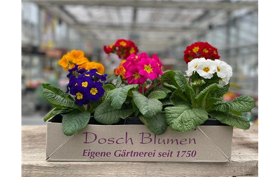 Stängelprimel Kiste 