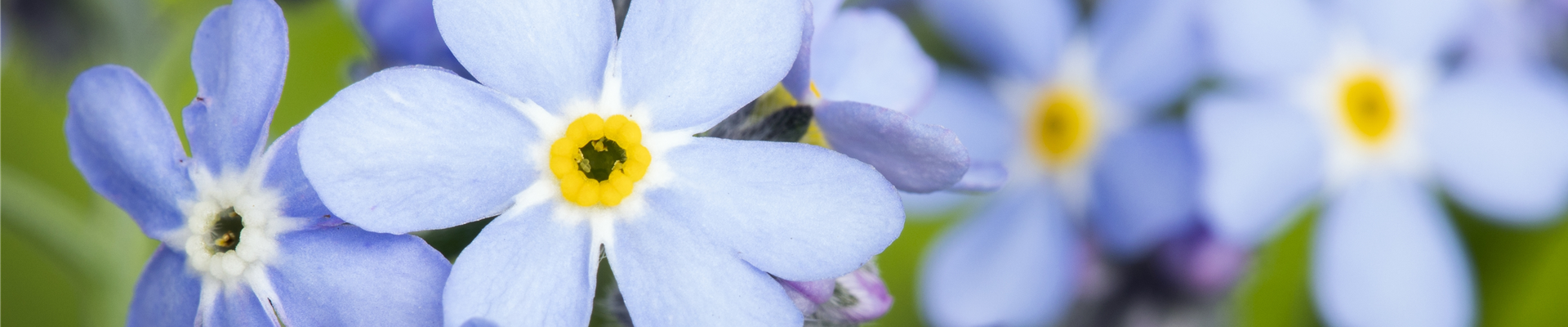 Myosotis sylvatica, blau Myosotis sylvatica, blau