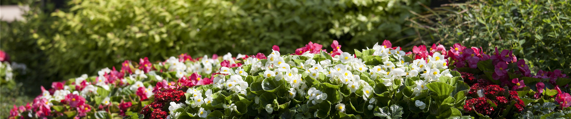 Grabbepflanzung Grabbepflanzung