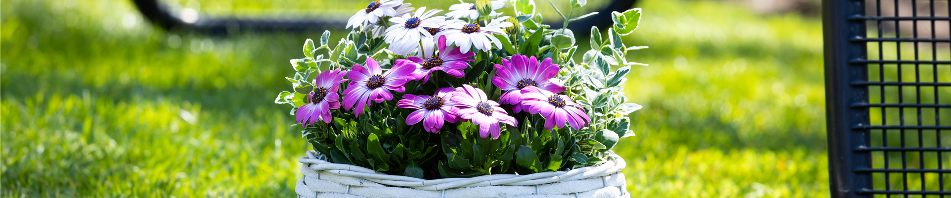 Bepflanzter Korb im Gartenambiente Bepflanzter Korb im Gartenambiente