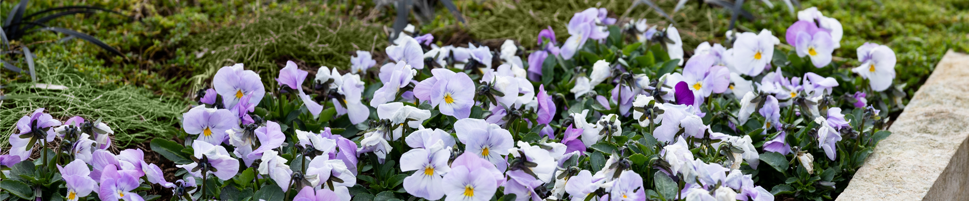 Grabgestaltung - Bepflanzung Grabgestaltung - Bepflanzung