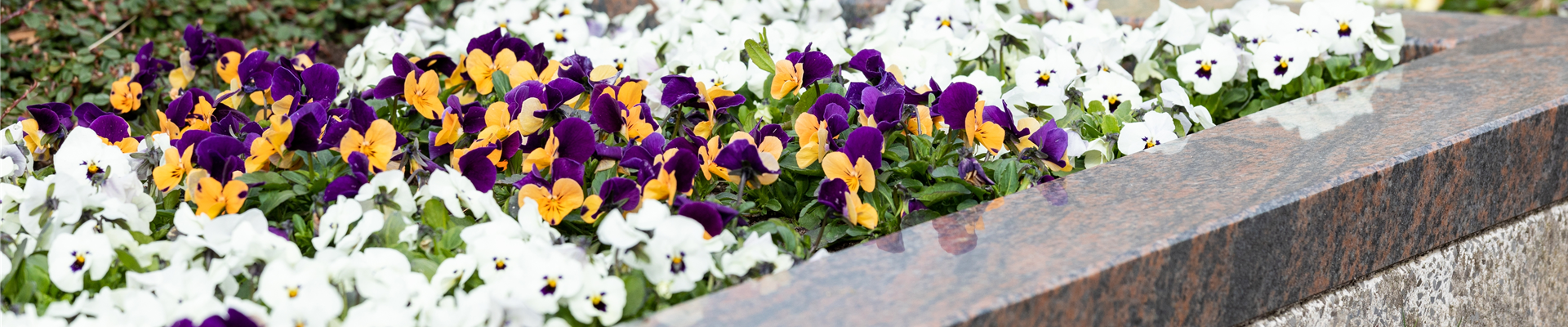 Grabgestaltung - Bepflanzung Grabgestaltung - Bepflanzung